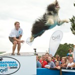 BEARDED COLLIE